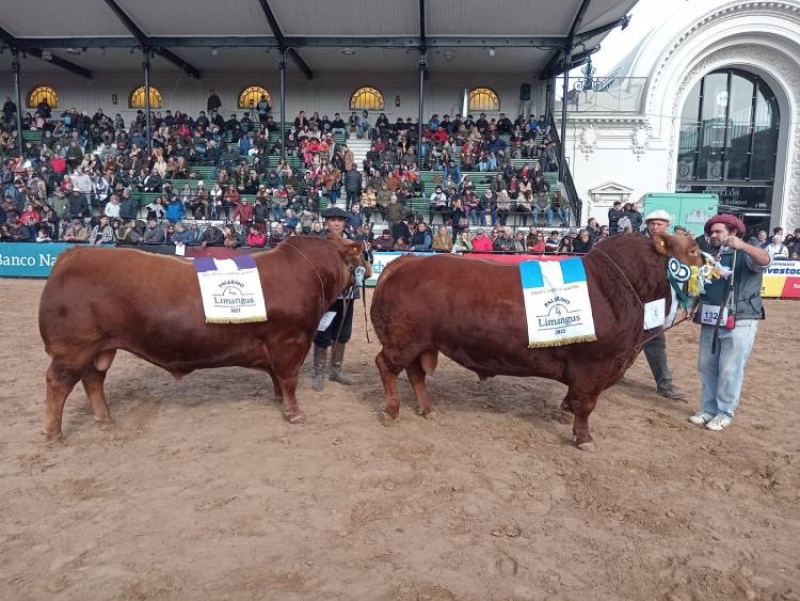 Limangus de Administración Cook se llevó el Gran Campeón Macho y Reservado Gran Campeón Macho en la Rural 2023 de Palermo