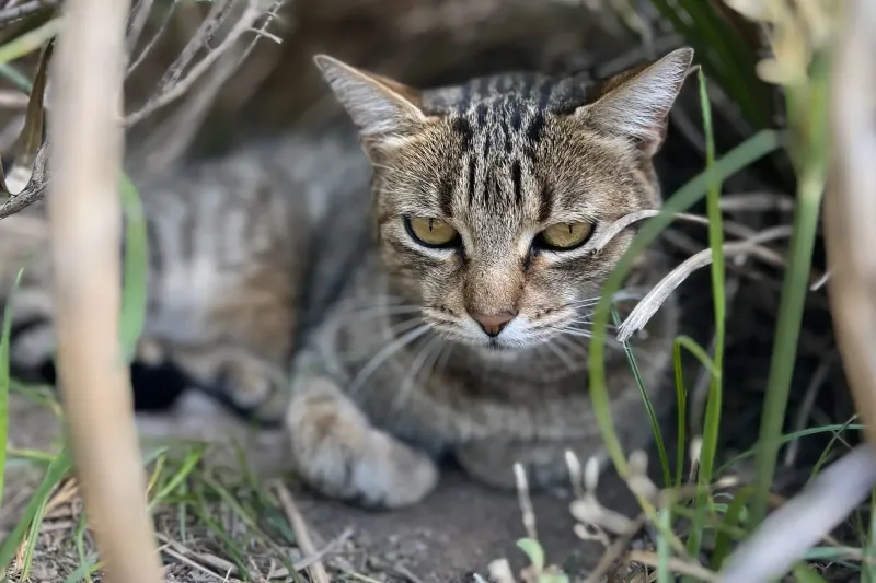 Chiquita se armó un refugio entre las plantas del patio del vecindario.