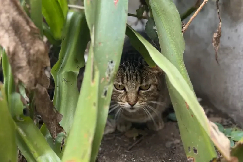 ”Miraba desde el patio el que había sido su departamento”.