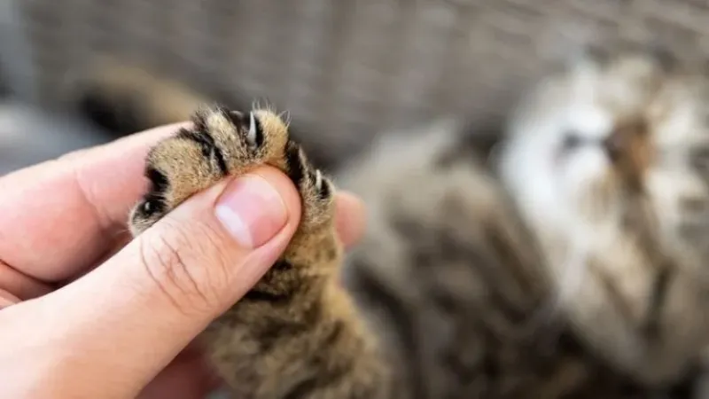  CUANDO LOS GATOS USAN DEMASIADO FUERTE SUS GARRAS AL AMASAR, PUEDE SER DOLOROSO.