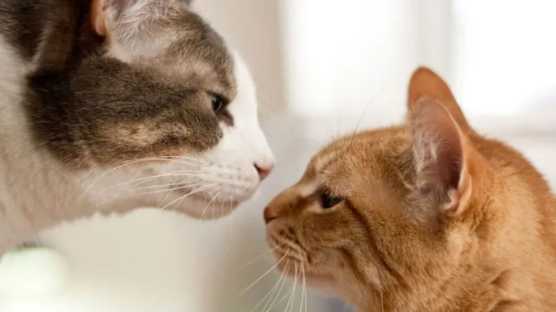  Estos hallazgos profundizan en la comprensión de cómo la evolución de canales más enrevesados permitió a los mamíferos, especialmente a los gatos, mejorar su sentido del olfato (Getty Images)