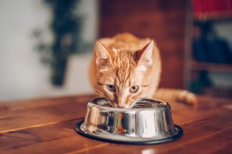  El estudio, coordinado por la Universidad Estatal de Ohio (EE.UU.), sugiere que las enrevesadas estructuras nasales de los felinos funcionan de forma similar a los cromatógrafos de gases en espiral paralelos (Getty)