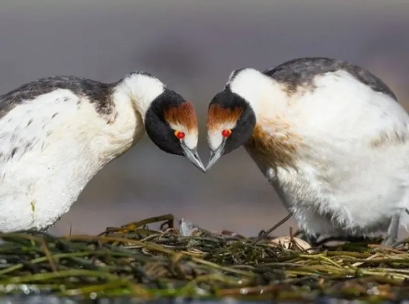 Macá tobiano, una especie endémica que los conservacionistas pelean por preservar.