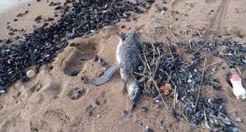 La ONG SOS Rescate Fauna Marina apuntó a la sobreexplotación de recursos en el Atlántico Sur y al cambio climático como las posibles causas del fenómeno. (Foto: Facebook/Salinas para todos).