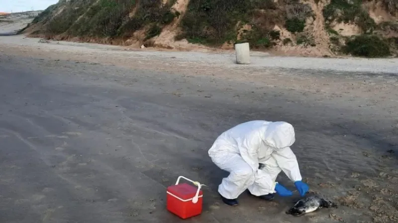 Realizaron exámenes y descartaron que el fenómeno haya sido provocado por la gripe aviar (Foto: Ministerio de Ambiente de Uruguay).