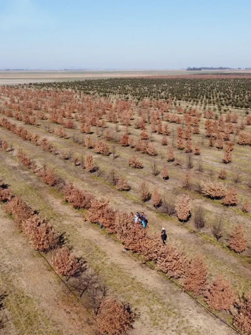 Espartillar tiene el campo de trufas más grande de Argentina ...