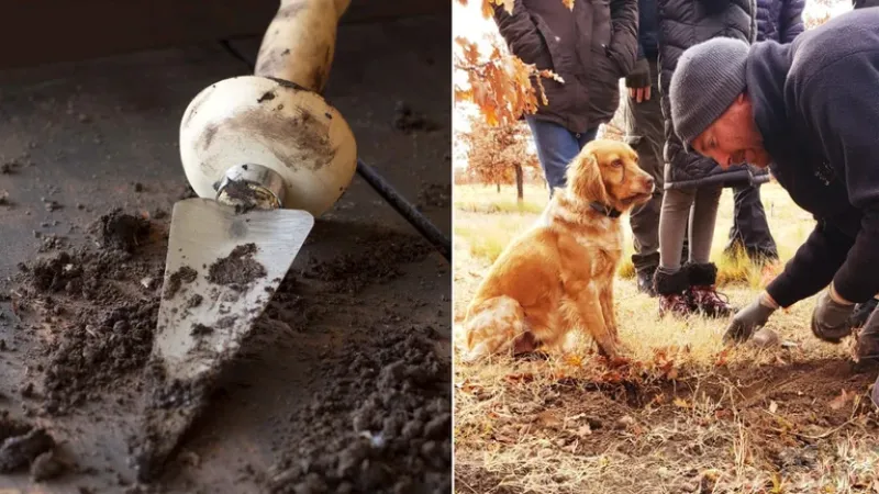 La pala trufera es una herramienta aliada para la recolección una vez que los perros entrenados para detectar los aromas marcan posibles ubicaciones