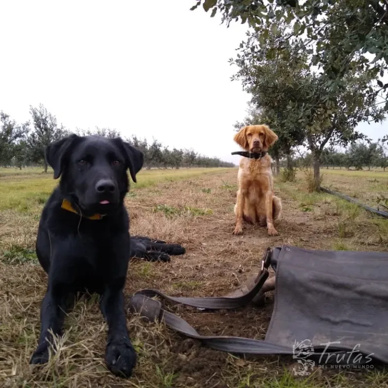 ”Hay una chica que es entrenadora que trabaja todos los días con los 9 perros, con salidas al campo, premios y búsquedas para que incorporen el aprendizaje”, cuenta Juan Carlos La Grotteria