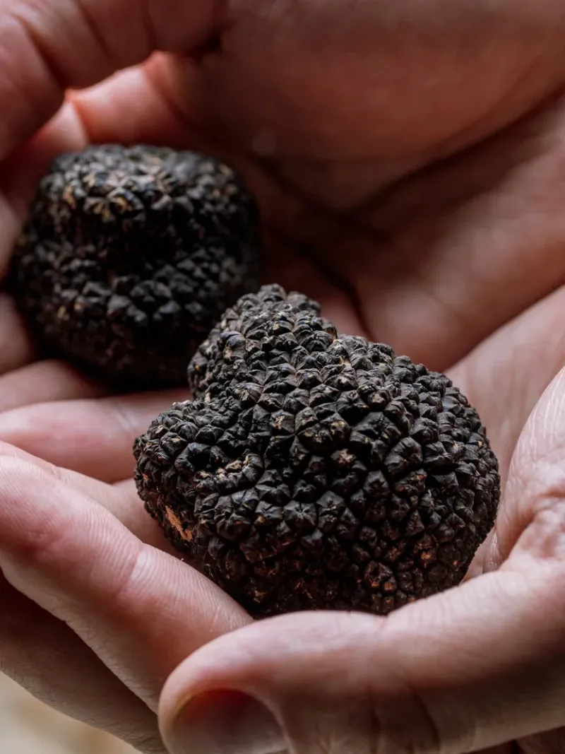 El suelo de Espartillar cuenta con un PH específico con estructura, textura adecuada y calidad calcárea que brinda las condiciones para el cultivo de trufas negras