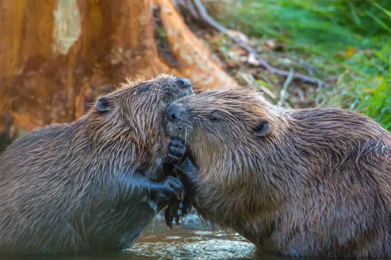 Tanto los animales como los humanos hacen amigos porque son esenciales para la supervivencia