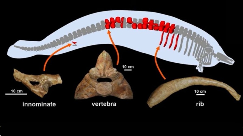  El hueso de cadera, las 13 vertebras y las 4 costillas encontradas del Perusetus colossus.