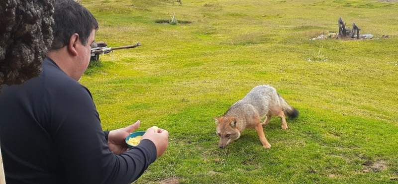 Alimentando un zorro en la Bahía Aguirre