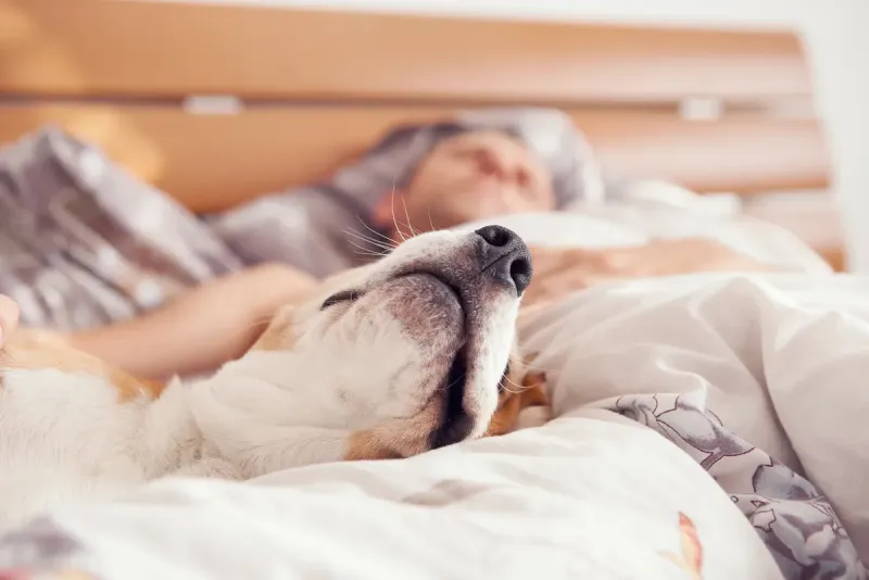 Explican por qué no se recomienda dormir con una mascota