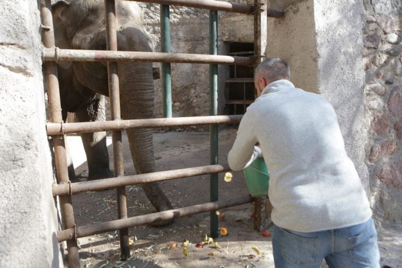  Tamy, el último elefante en Argentina que espera ser trasladado de Mendoza al Santuario de Brasil. Foto: Gobierno de Mendoza