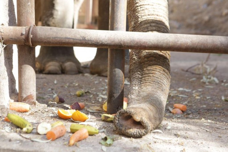  Tamy, el último elefante en Argentina que espera ser trasladado de Mendoza al Santuario de Brasil. Foto: Gobierno de Mendoza