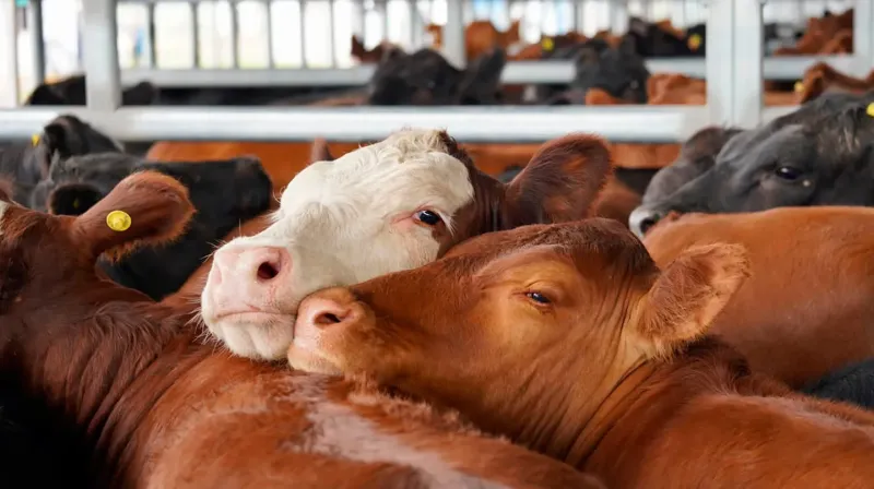 Tras la suba de un 22% del dólar oficial, en el Mercado Agroganadero de Cañuelas se registraron este martes subas de entre el 20% y 30%, en promedio, (Foto: MAG)