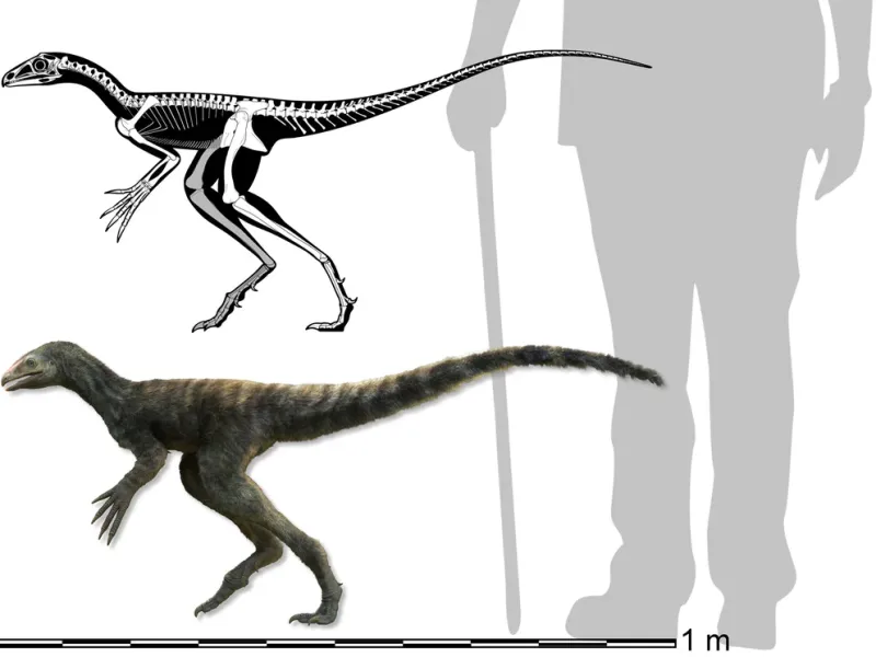  Cómo era el Venetoraptor en tamaño con respecto a los humanos de hoy. Vivió hace 230 millones de años, cuando los humanos aún no existían/ Caio Fantini