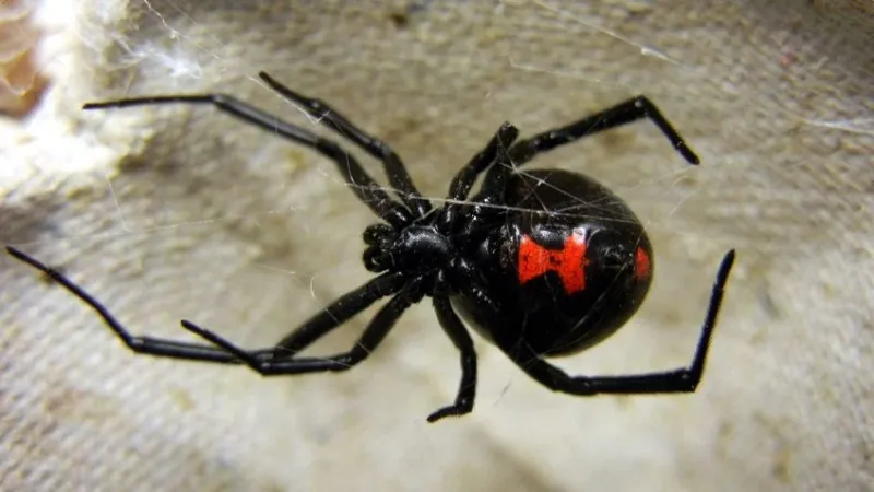 Se dejó picar por una viuda negra para convertirse en Spiderman