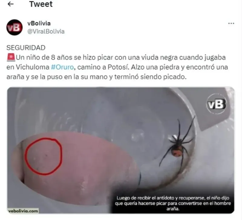 Se dejó picar por una viuda negra para convertirse en Spiderman