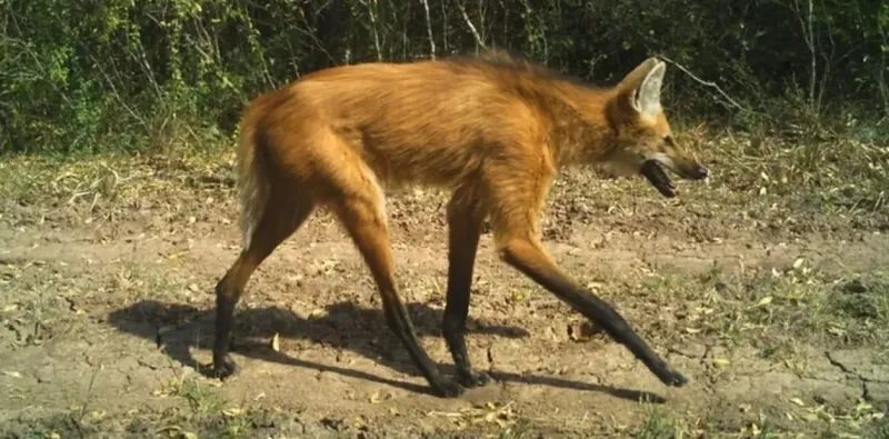   El ejemplar visto en La Pampa. Es el más grande de los zorros sudamericanos (Twitter).