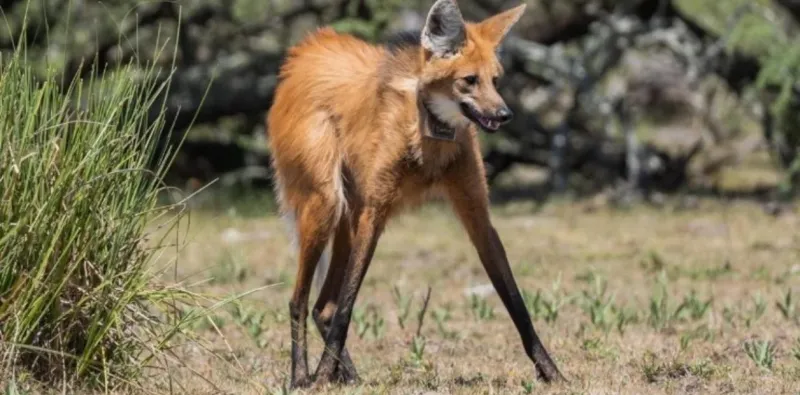   El ejemplar visto en La Pampa. Para los tobas y mocovíes es un animal sagrado (Twitter).