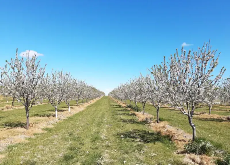 Los almendros en florGza. Diego Irastorza