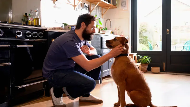 Los perros realmente aman a sus tutores y forjan un vínculo emocional que supera cualquier obstáculo. La razón es multifacética y puede variar de un perro a otro