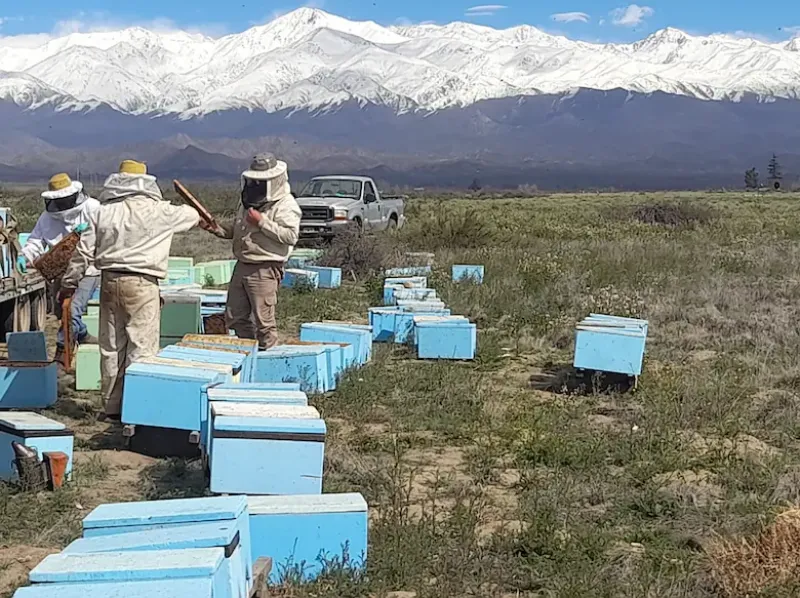 Mendoza posee alrededor de 525 productores apícolas, con unas 111.012 colmenas registradasGza. Avena