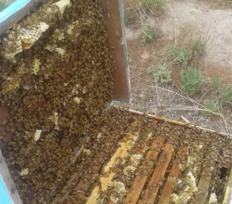 La bolsa de azúcar de caña, de 50 kilos, que se necesita para alimentar a las abejas en tiempos de sequía por falta de floración, pasó de $2200 en 2020 a $33.000 como valor actualGza. Avena