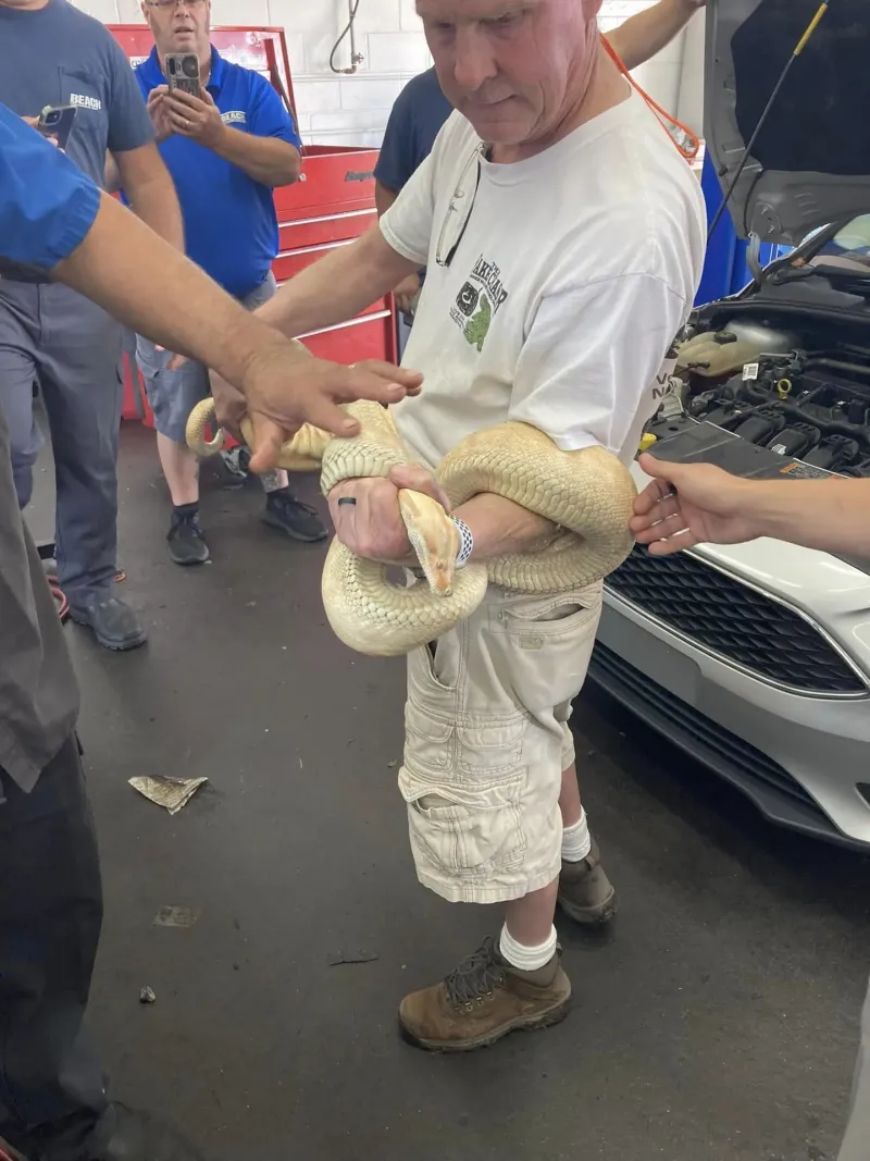 Un mecánico abrió el capot de un Focus y encontró una boa de dos metros