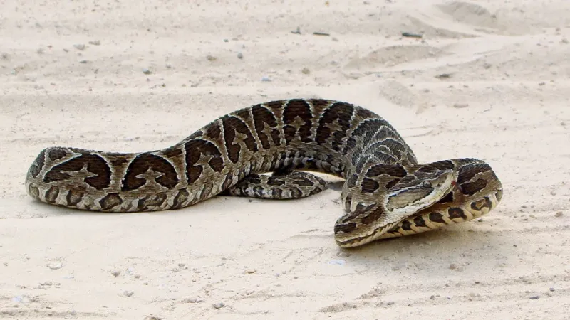  Una serpiente yarará