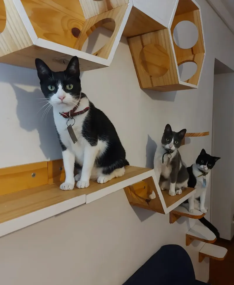 La pareja, oriunda de San Pedro, solo cuida a cinco gatos a la vez (Foto: Instagram @mishi.cuidadores).