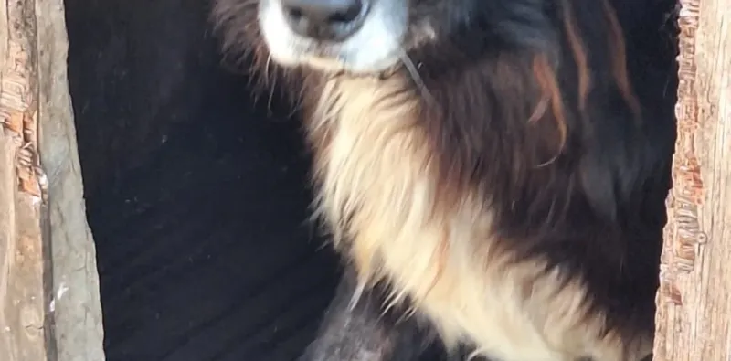   Foto actual de Amancio, una de las mascotas trasladadas al refugio El Campito.