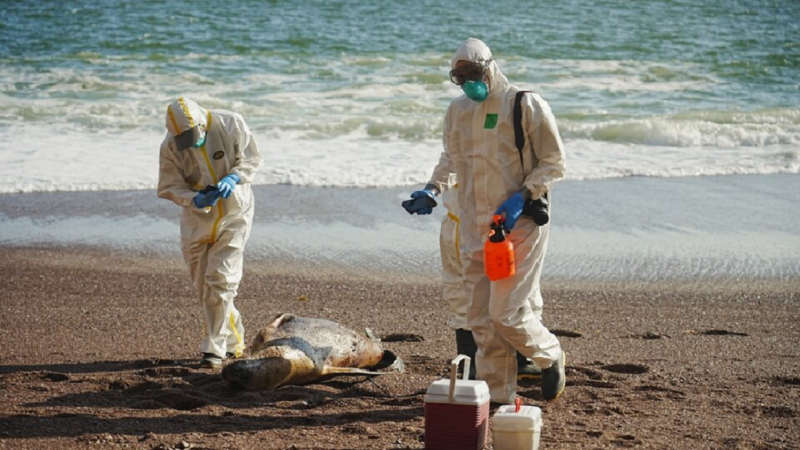 Viedma: restringen acceso a playas por casos de gripe aviar en lobos marinos