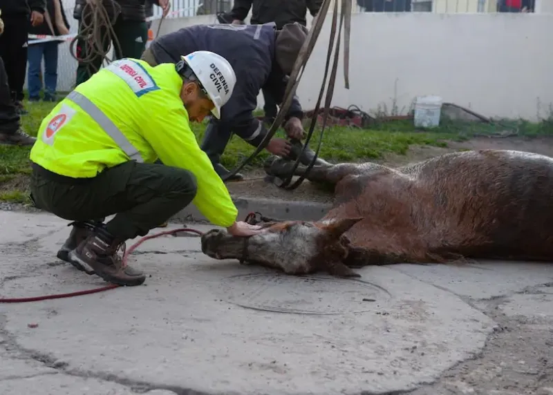 Denunció que había desaparecido su yegua y la encontraron dos días después dentro de una alcantarilla