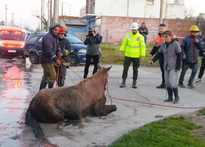 Denunció que había desaparecido su yegua y la encontraron dos días después dentro de una alcantarilla