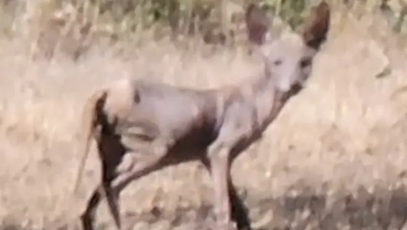 Manu Ginóbili publicó imágenes de un curioso animal con el que se cruzó