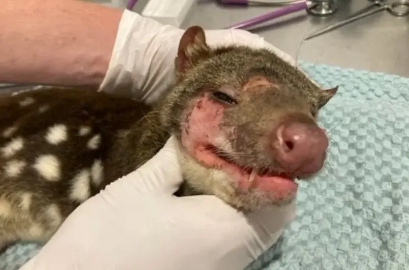 El quoll apareció con sarna, por lo que fue tratado por un equipo de veterinarios(Fuente: ABC News - Ross Anderson)