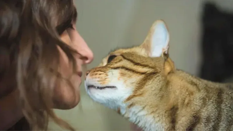  Conviviendo con humanos desde hace milenios, los gatos, aunque vistos como solitarios, crean fuertes lazos con sus tutores