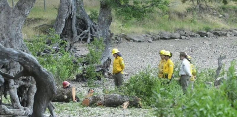   El árbol caído. Foto: Gentileza Diario de Río Negro.