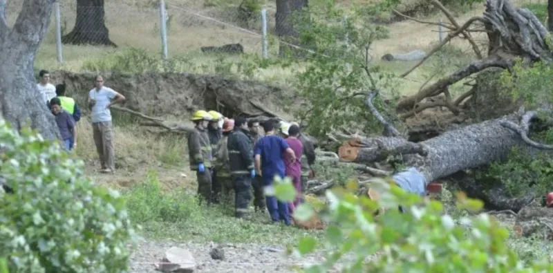   El Roble Pellín medía unos 40 metros de altura. Foto: Gentileza Diario de Río Negro.