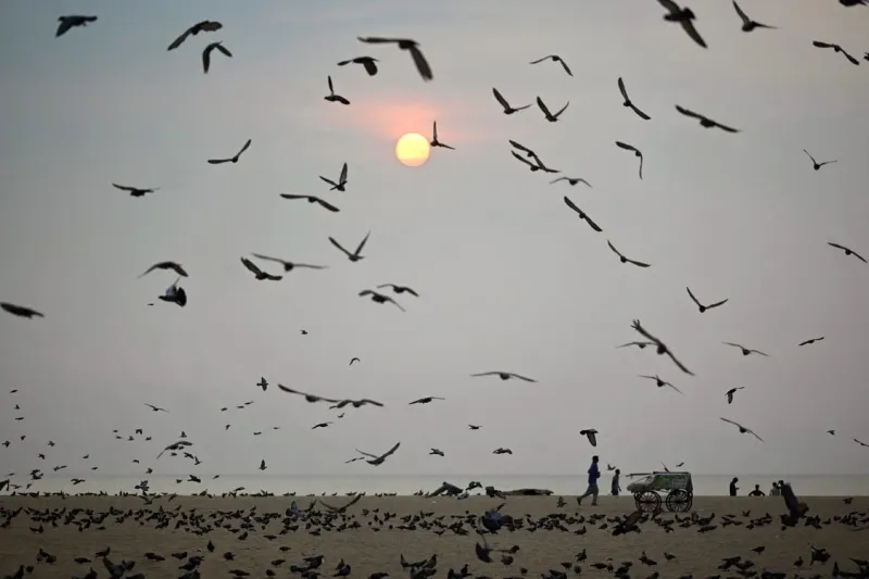 2/31Una bandada de pájaros vuela mientras la gente camina por Marina Beach al amanecer en Chennai, India. Foto R. Satish BABU / AFP