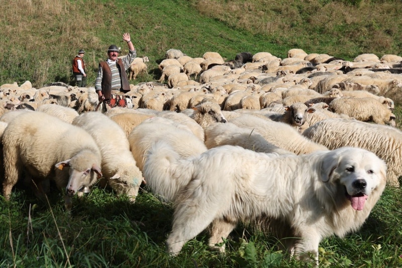 31/31Las ovejas con sus pastores y perros de pastor regresan de pastar en las montañas durante el redyk de otoño en el pueblo de Ochotnica Gorna, sur de Polonia. Foto: EFE/ Grzegorz Momot