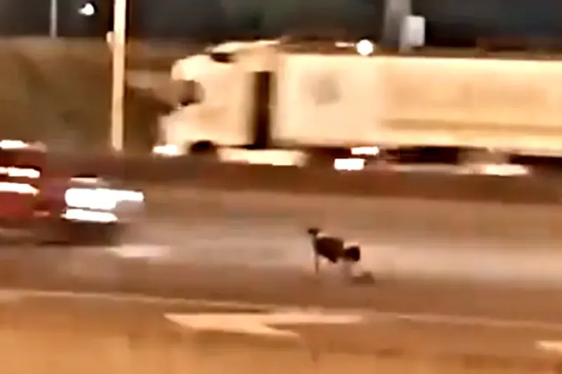 El hombre arrodillado en la autopista Panamericana (captura de video)