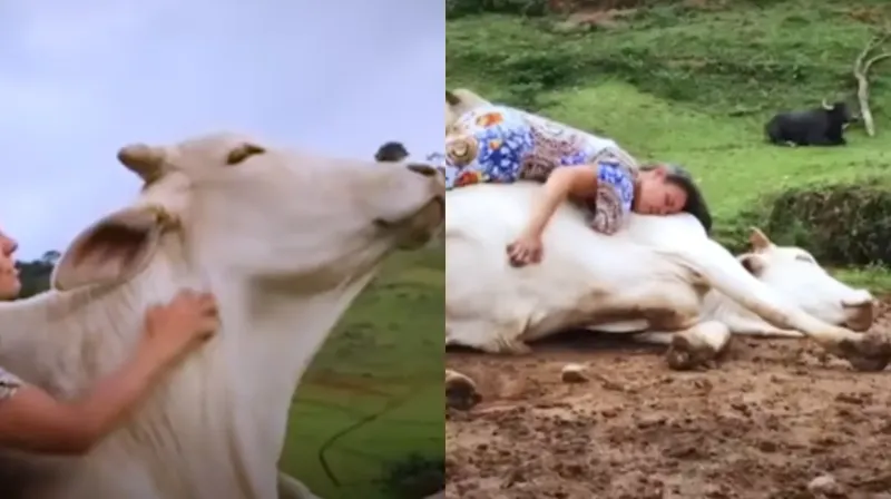 El vínculo entre la mujer y el toro tomó trascendencia en las redes sociales. Foto: Captura de pantalla