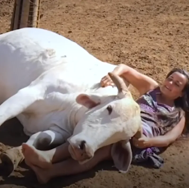 El vínculo entre la mujer y el toro llamó la atención en las redes sociales. Foto: Captura de pantalla