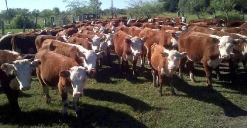  El agro y la ganadería, en la mira de la política para aumentar la recaudación.