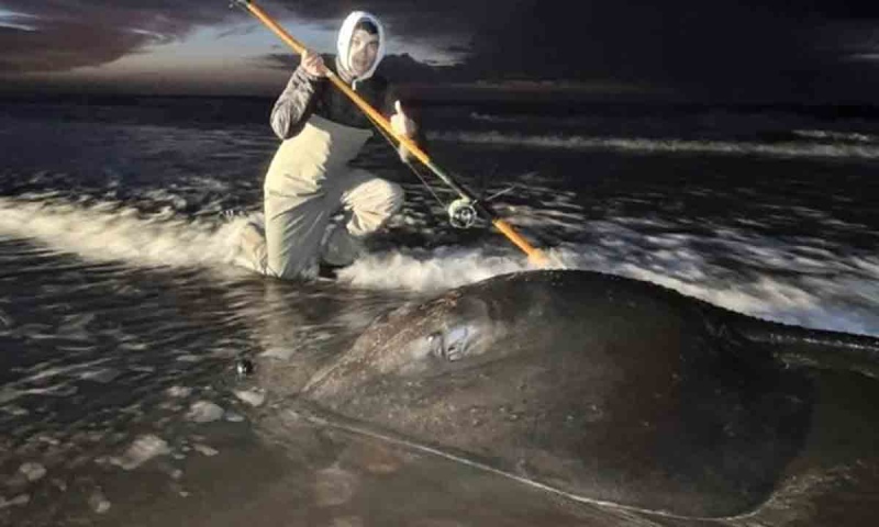 Sorpresa en Monte Hermoso por la aparición de un “chucho gigante”