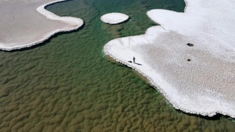 Montículos verdes de estromatolitos florecen en el fondo de una laguna en la Puna de Atacama de Argentina. (Universidad de Boulder)