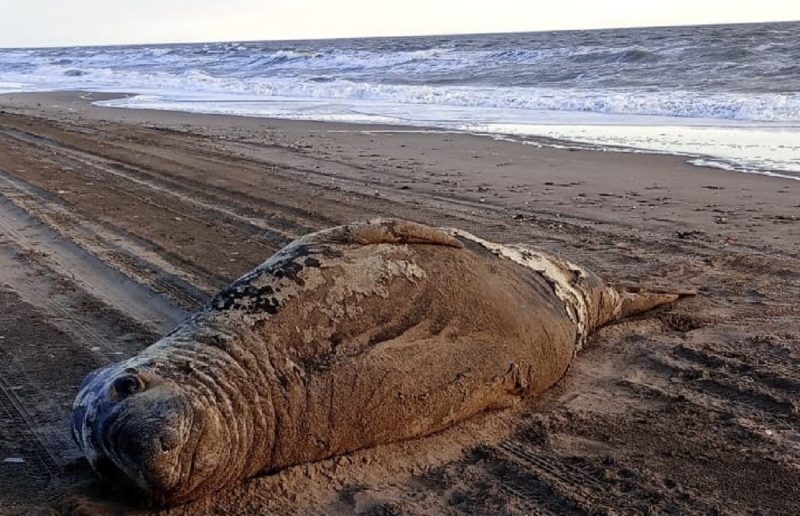 Un elefante marino en la playa de Pehuen Co: aclaran que no está enfermo